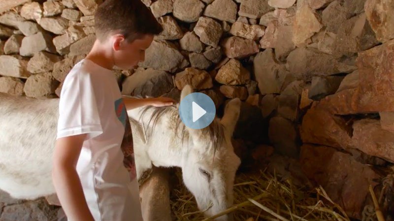 Ver vídeo Ver vídeo